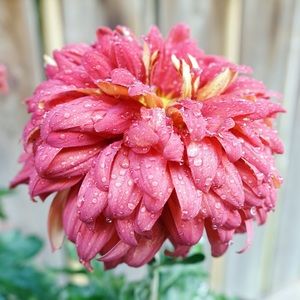 Meet your Posher, Lindsey